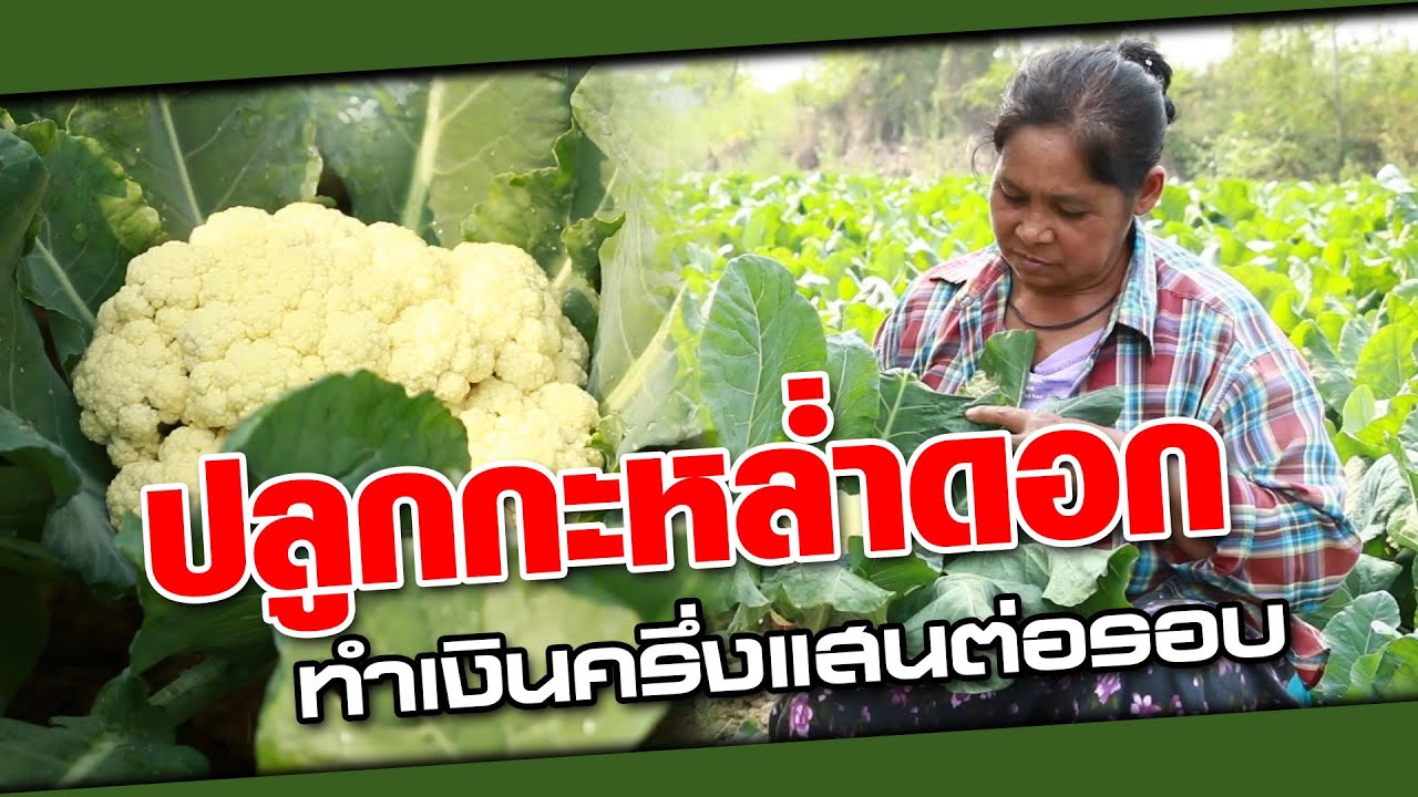 เคล็ดลับ #ปลูกกะหล่ำดอก โตไวหัวใหญ่น้ำหนักเยอะ ใช้ต้นทุนถูกมาก | เกษตรรวย
