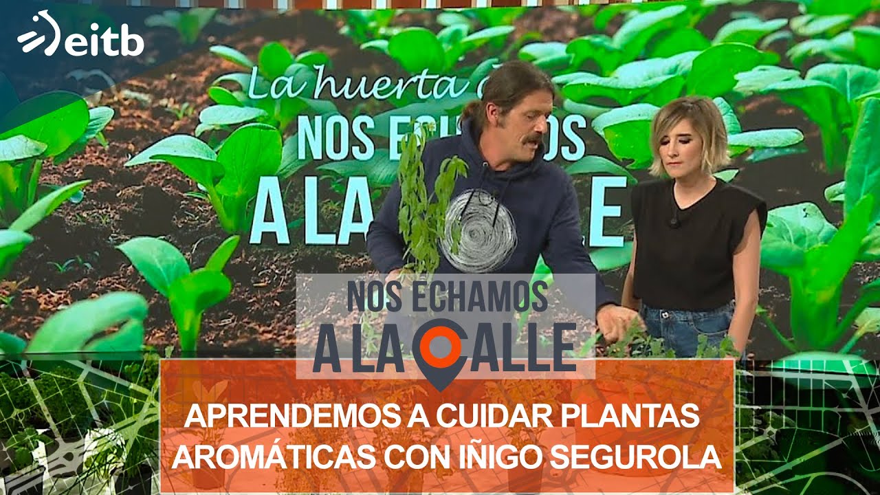 Aprendemos a cuidar plantas aromáticas con Iñigo Segurola