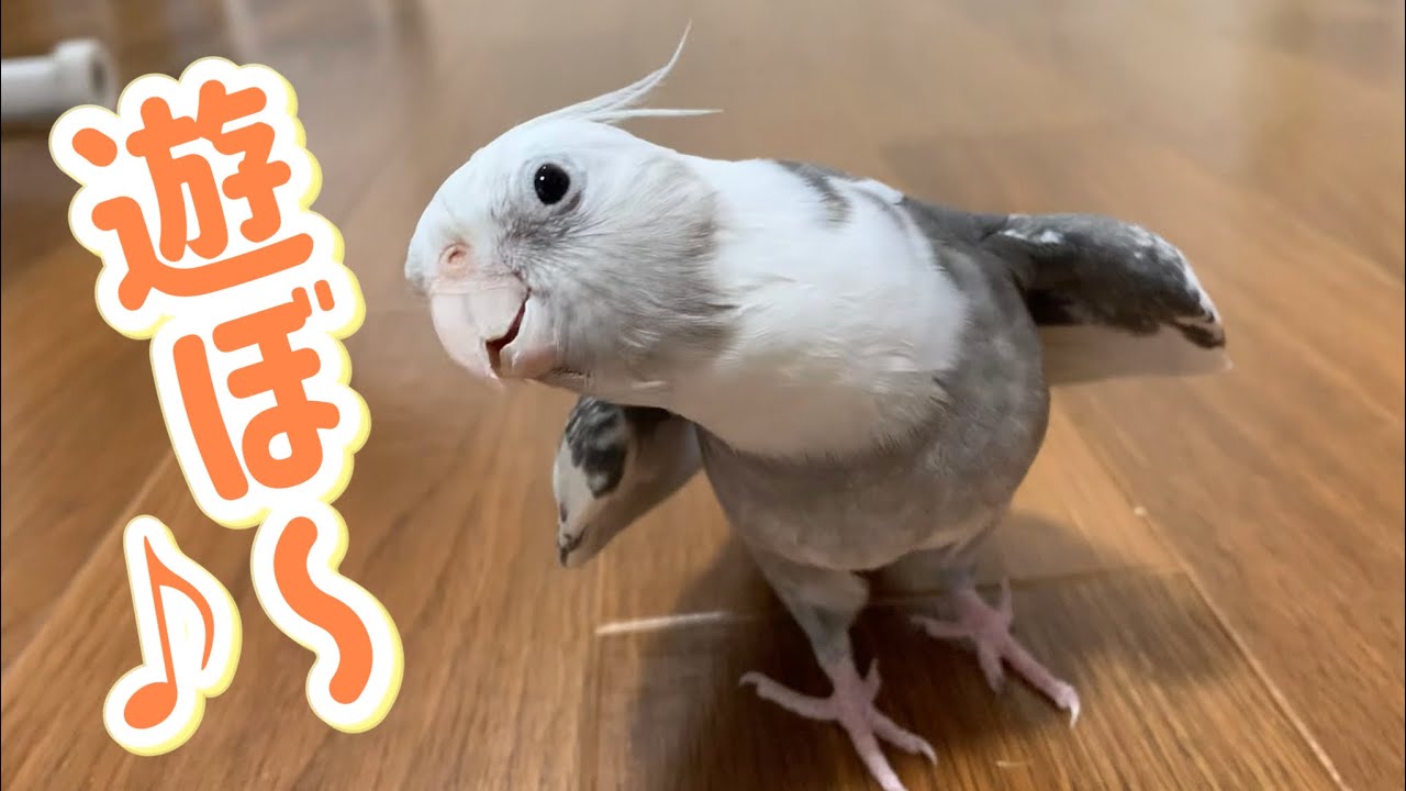 一緒に遊ぼうと誘ってくれるオカメインコゆっきーvol.441#cockatiel