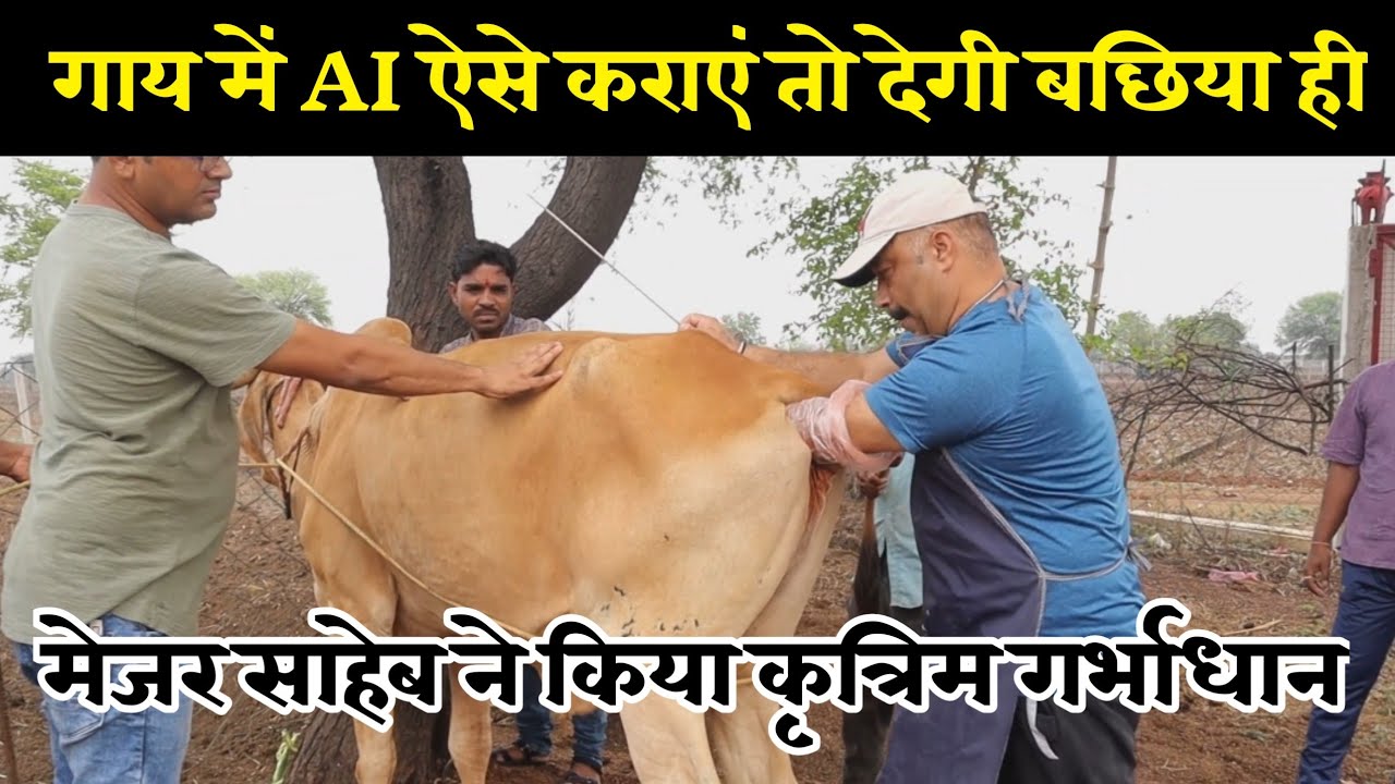 ।Dairy Farming ।। गाय में Ai ऐसे कराएं ।।Cow Artificial insemination।। Gay me simen kaise