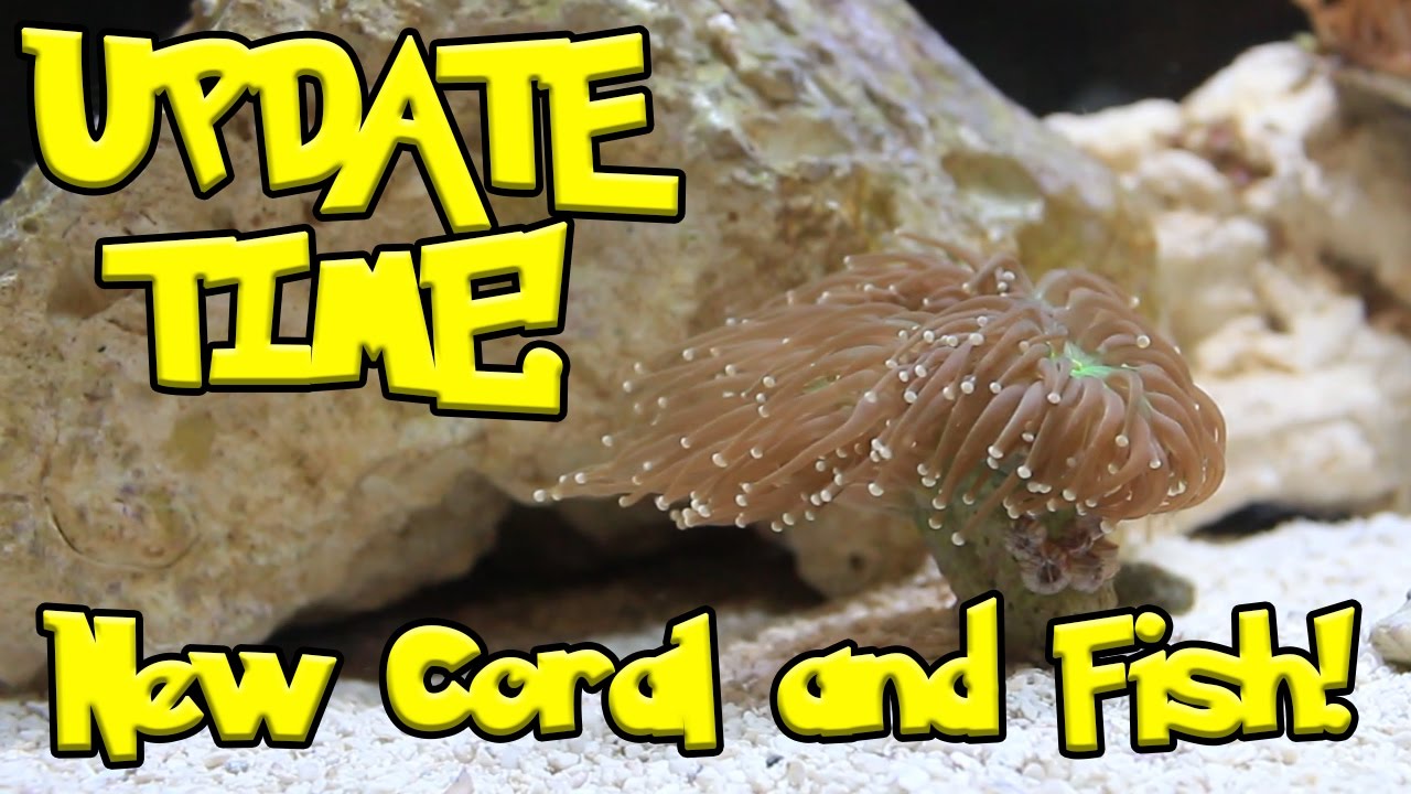 20 Gallon Salt Water Aquarium Update! New Coral, New Fish, Aggression
