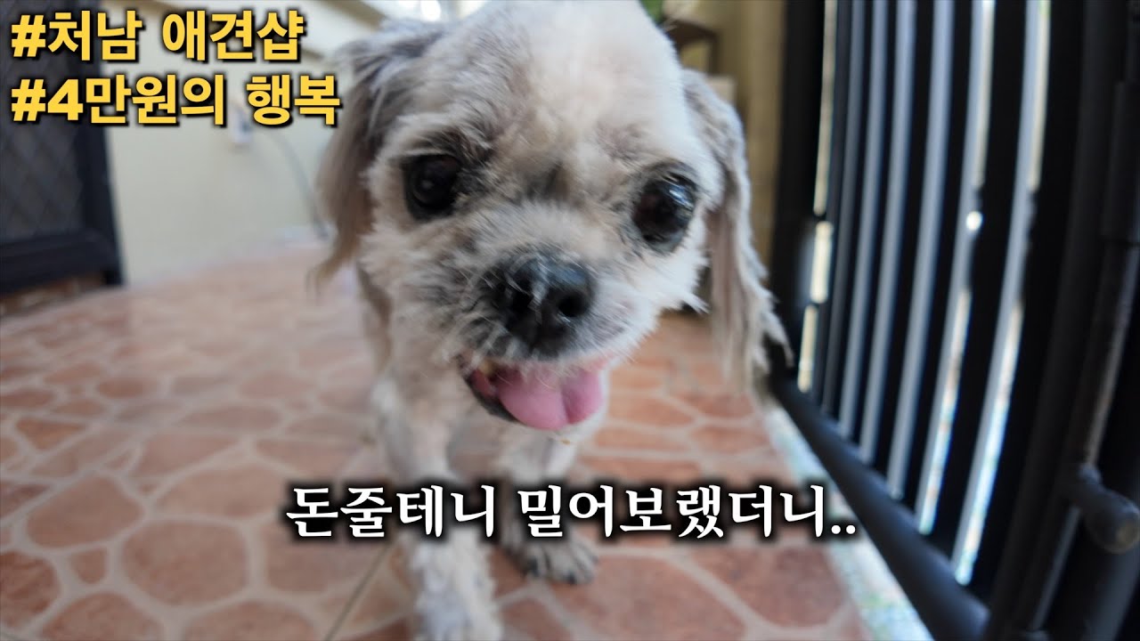 필리핀 처남이 우리집 강아지를 밀어버렸습니다 ㄷㄷ | 16년 만에 찾은 세부 4만원대 리조트