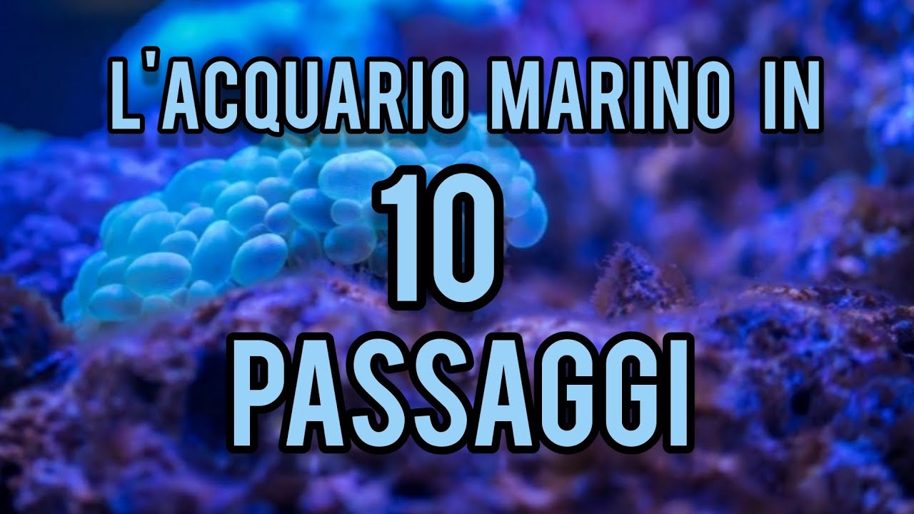 Come allestire e conoscere un acquario d'acqua salata in 10 passaggi ~ Filos aquarium ~