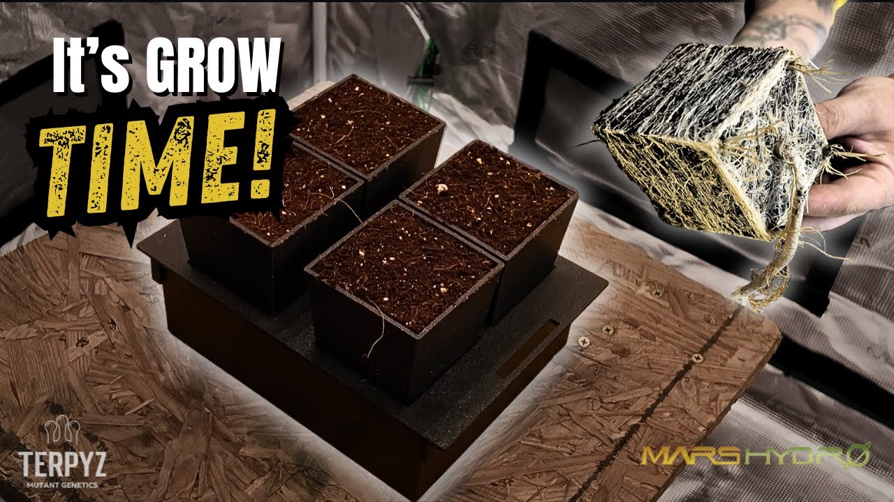 Пора РАСТИТЬ в помещении! || Terpyz Mutant Genetics || Наборы для выращивания Mars-Hydro