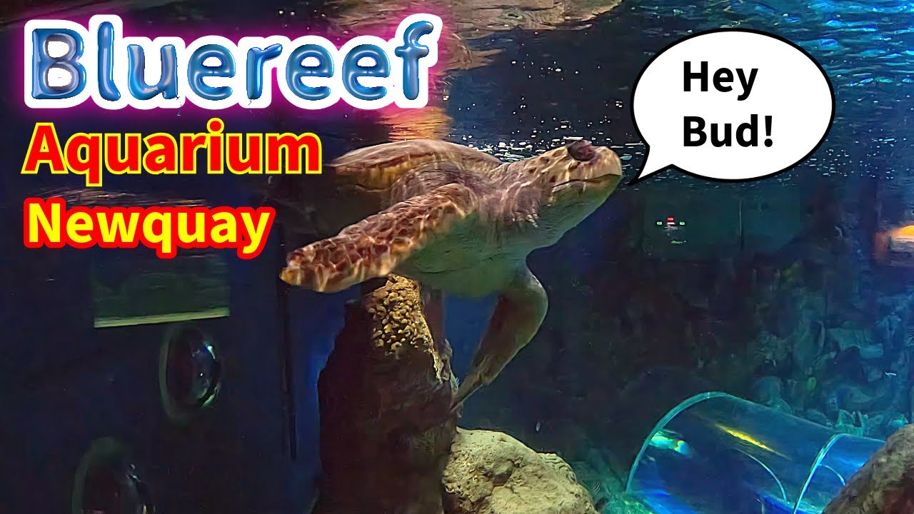 Bluereef Aquarium | Newquay