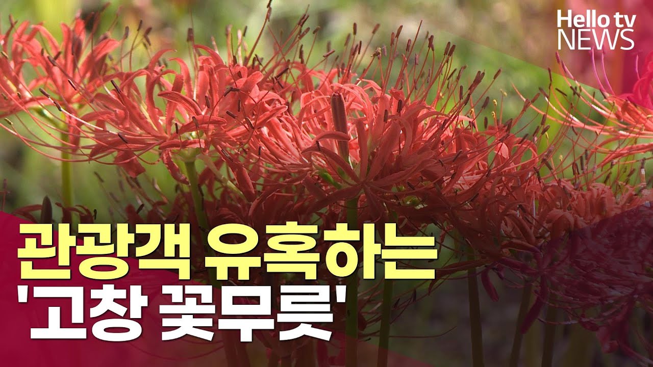 관광객 유혹하는 '고창 꽃무릇' 가을 정취 흠뻑ㅣ#헬로tv뉴스