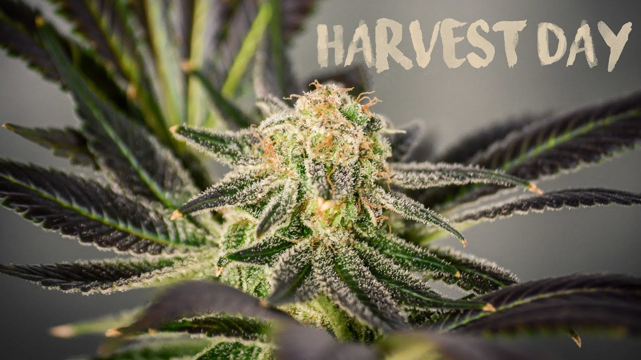 MY FIRST GROW - Harvest Day