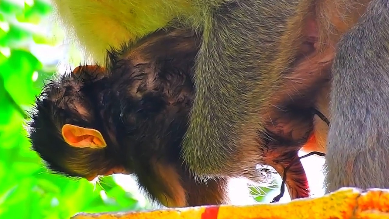 Adorable Wildlife 2026, Old Mommy&rsquo;s Gentle Love for Her Newborn Baby Monkey