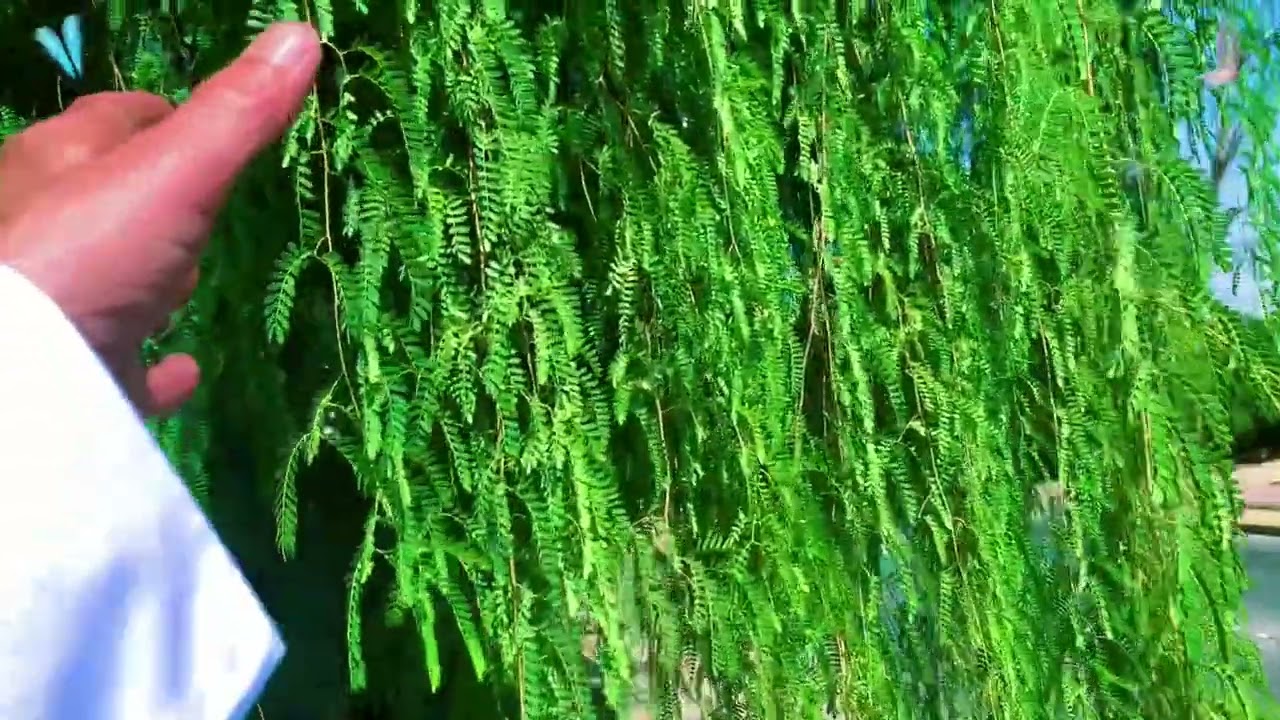 #_شجرة #_الغاف #_طبيعه