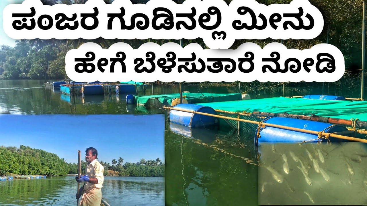 ಪಂಜರ ಗೂಡಿನಲ್ಲಿ ಮೀನು ಹೇಗೆ ಬೆಳೆಸುತಾರೆ ನೋಡಿ // See how fish are raised in a cage // Mrkharvi04