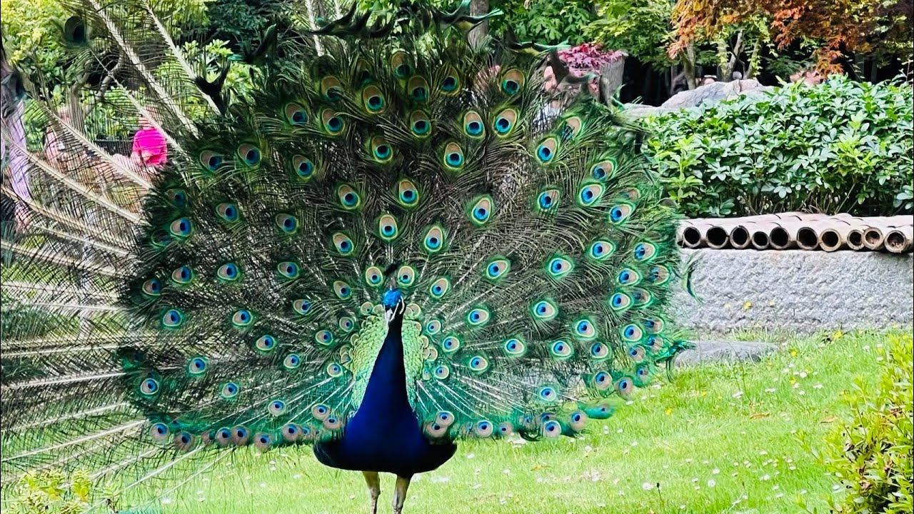 Wonderful peacock pictures  in Holland Park ||