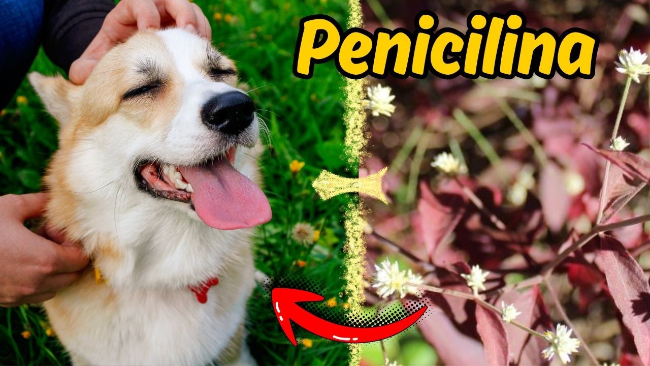 PENICILINA DO CAMPO NÃO POSSUI EFEITO ANTIBIÓTICO NATURAL PARA CÃES APRENDA A USAR