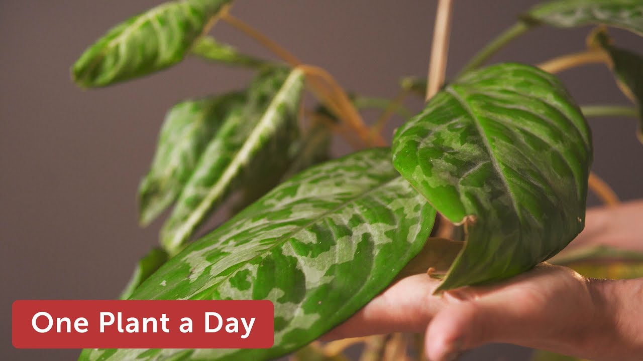 Dieffenbachia oerstedii (Dumb cane) Houseplant Care — 9 of 365