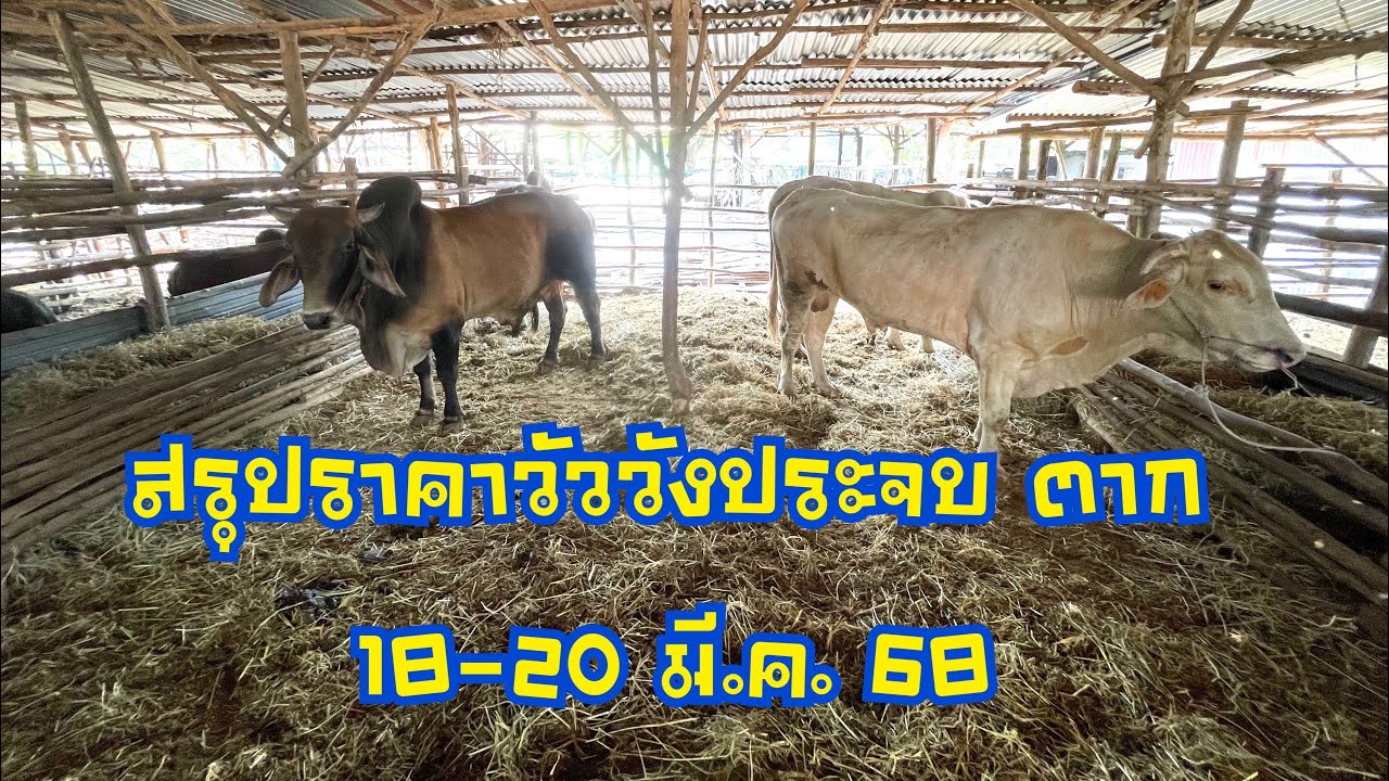 สรุปราคาวัวตลาดนัดโค กระบือวังประจบ ตาก ( 18-20มีนาคม 2568 )