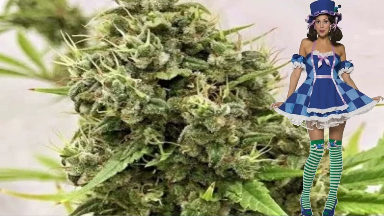 Guawi &ndash; Ace Seeds