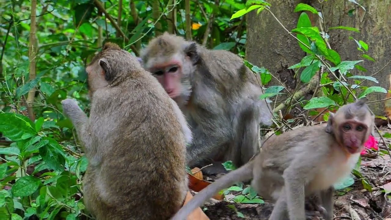 Jazzy monkey visit to Jade family near wood root Snay