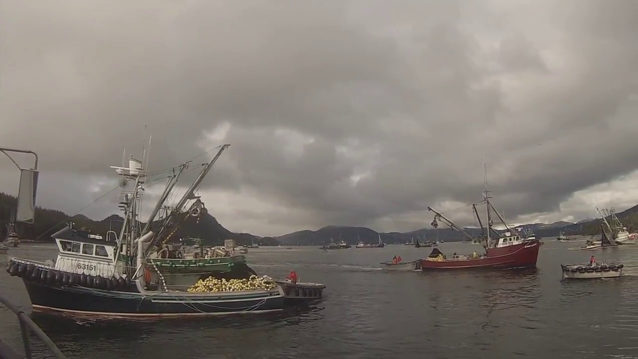 Sitka Herring 2017