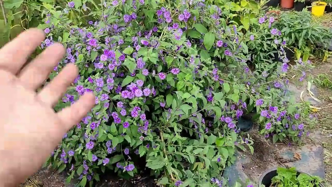 Szafirowa burza u fryzjera, przycinanie jesienne