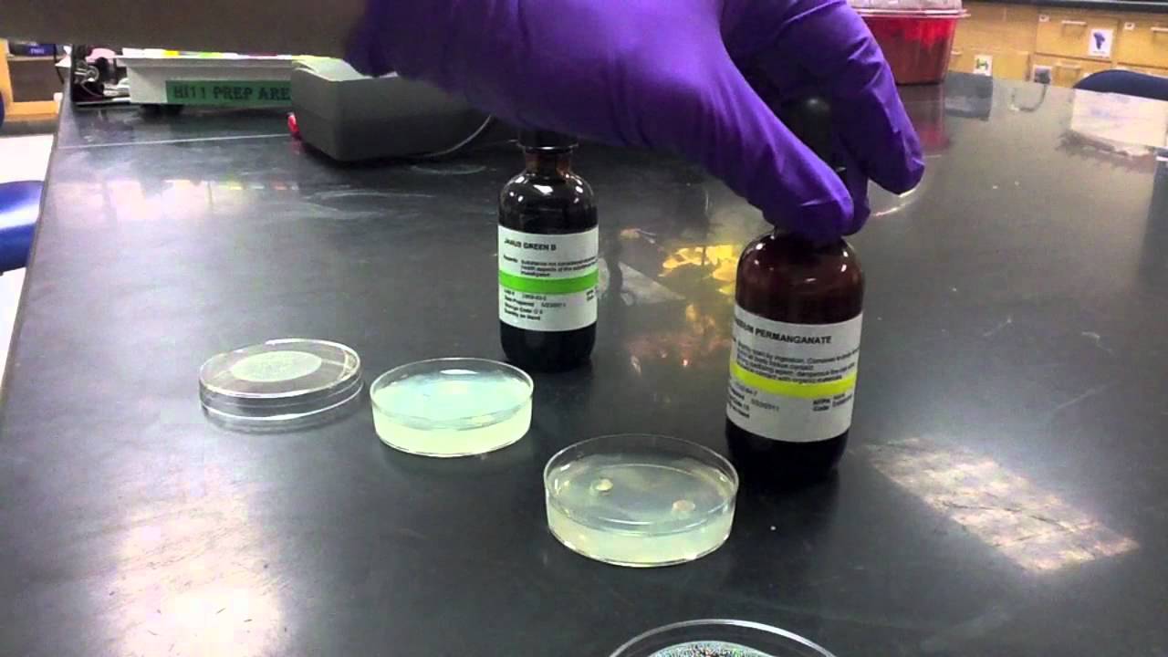 Lab Protocol - Diffusion Plate Assay (Unit 7 Diffusion)