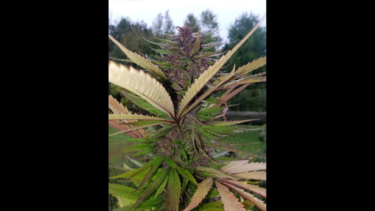 Bubblegum CBD - New420Guy