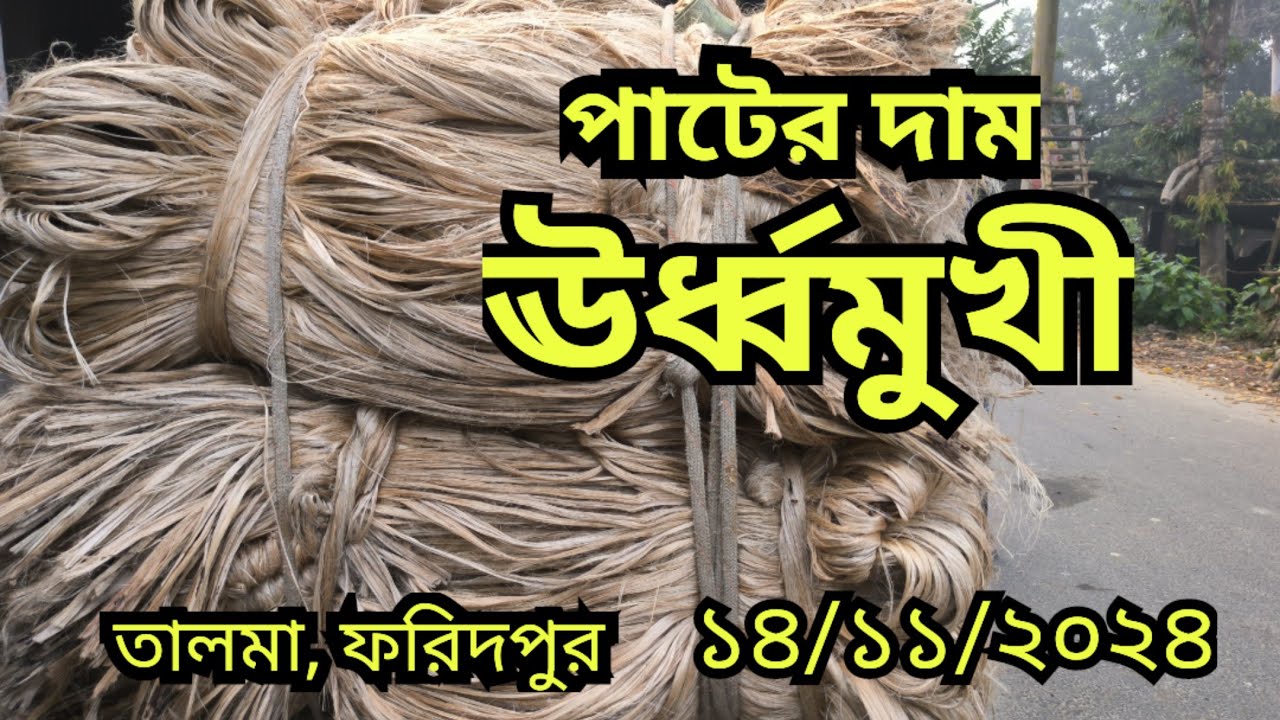14/11/2024  আজকের পাটের বাজার দর | jute wholesale price today Talma bazar, Faridpur Bangladesh.