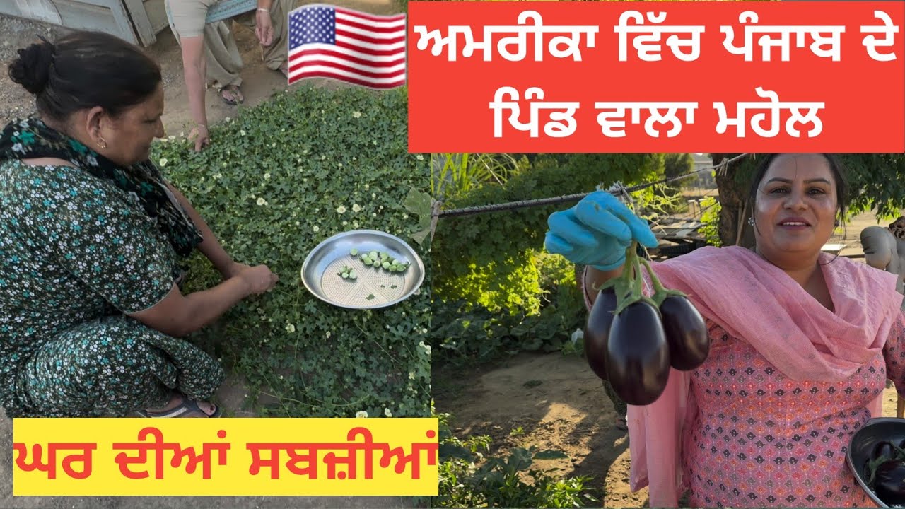 Peke Pind Ja Ke Ta Punjab Yaad Aa Janda | Punjabi In USA | Vegetables Harvesting |