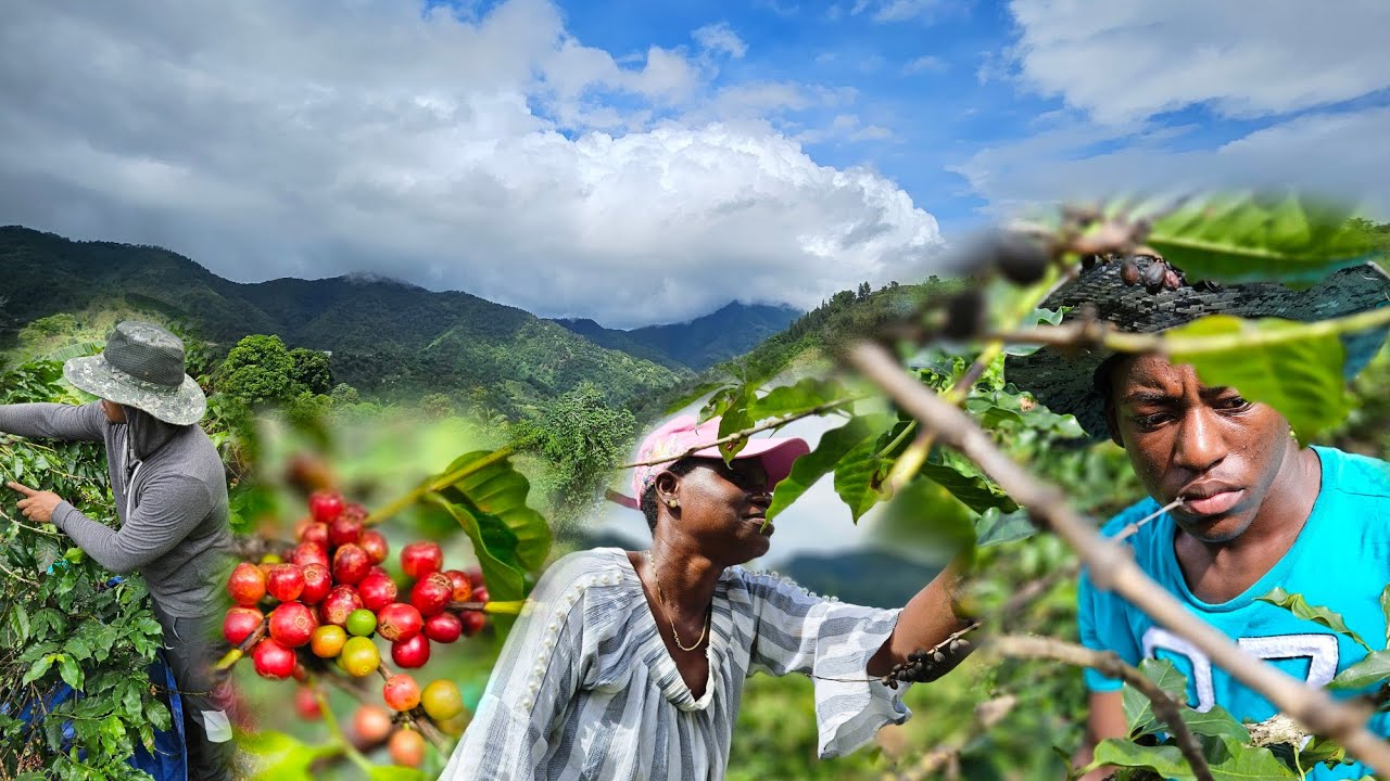 Picking coffee for the first time | blue mountain coffee | rains | earthquake