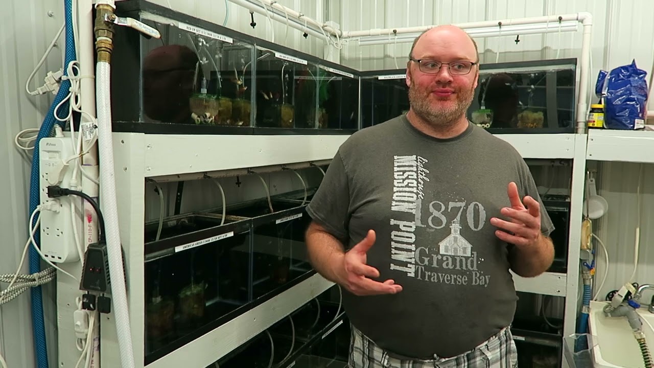 Selecting Guppy Breeders and Breeding Tecquniques for Accomplishing Your Desired Results.