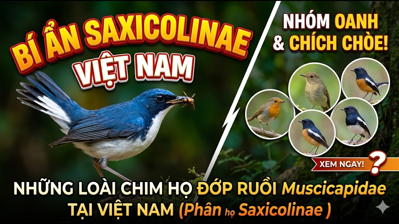 NHỮNG LOÀI CHIM HỌ ĐỚP RUỒI Muscicapidae TẠI VIỆT NAM ( Phân họ Saxicolinae ) Family Muscicapidae