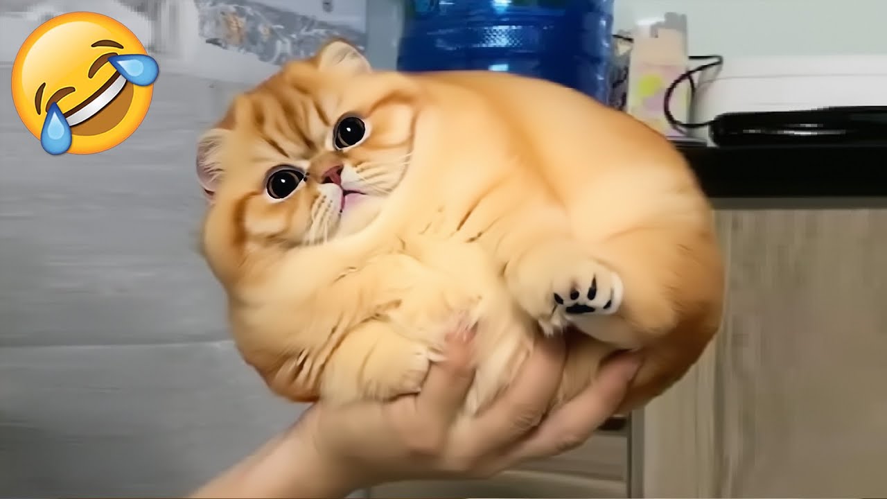 Funny Cats & Dogs Videos That’ll Have You Rolling on the Floor 🤣🐾