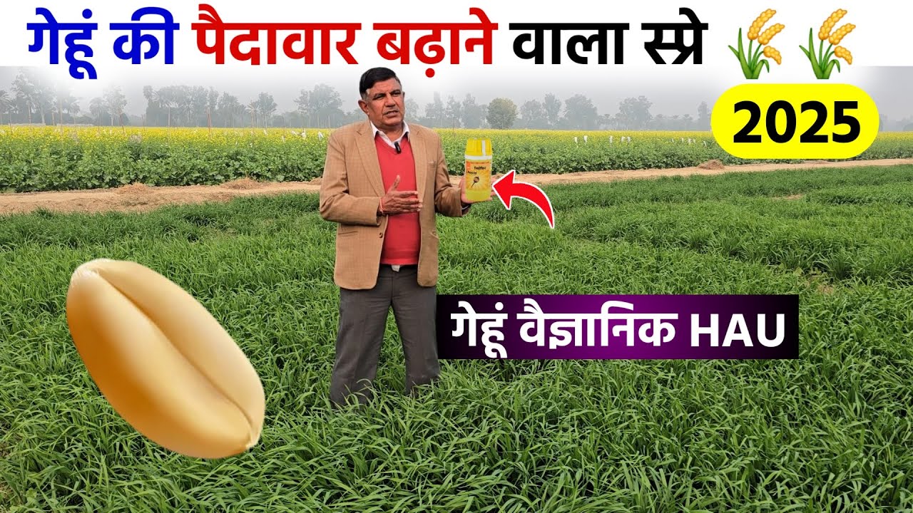 गेहूं की पैदावार बढ़ाने वाले 2 स्प्रे | गेहूं वैज्ञानिक से ली पूरी जानकारी | Gehu Ki Kheti 2025