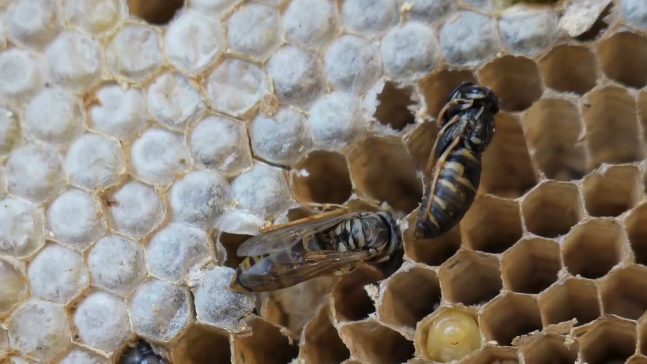 黄蜂巢里有什么  what can you find in a wasp nest