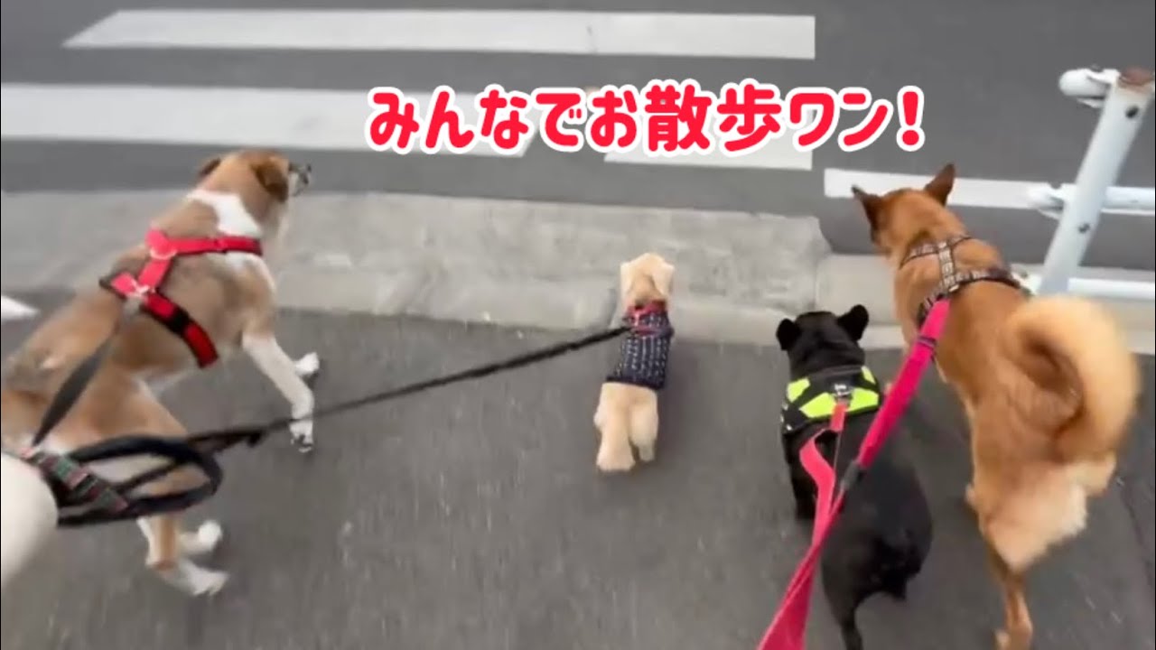 春休み♪ぜんすけ&ルイすけ帰省