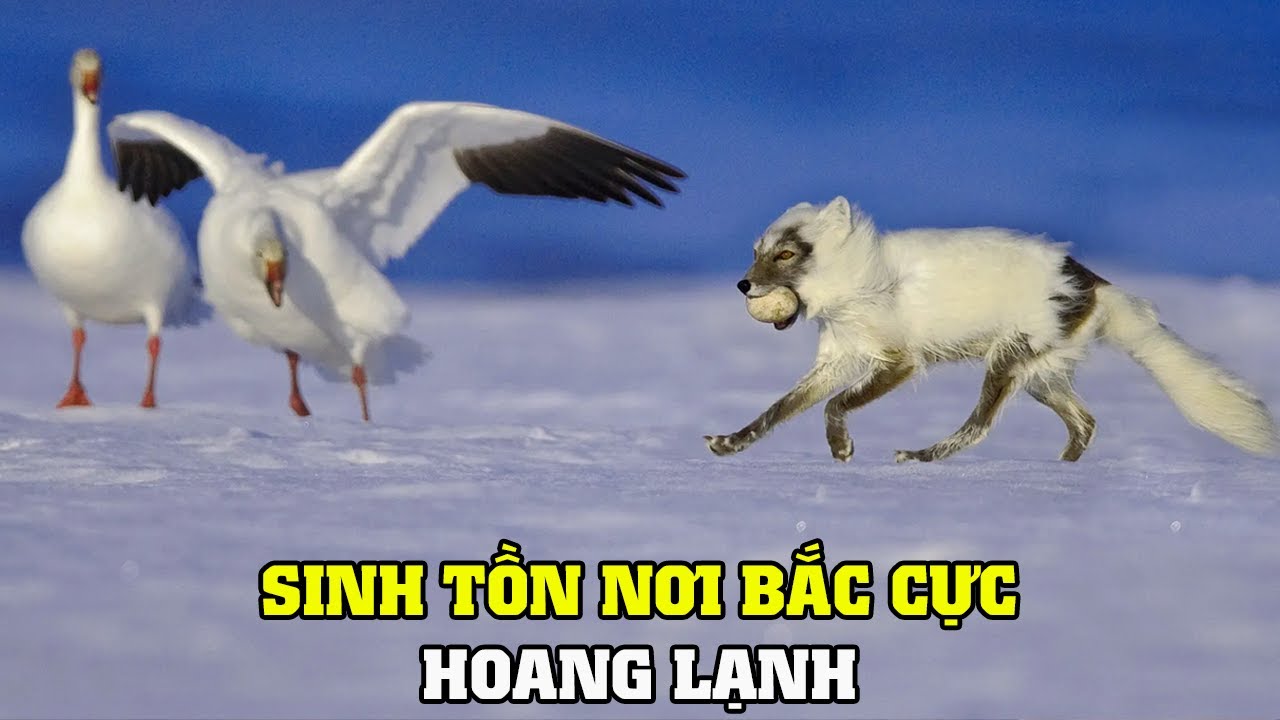 Vùng Bắc Cực Hoang Dã | Khám Phá Thế Giới Động Vật Hoang Dã