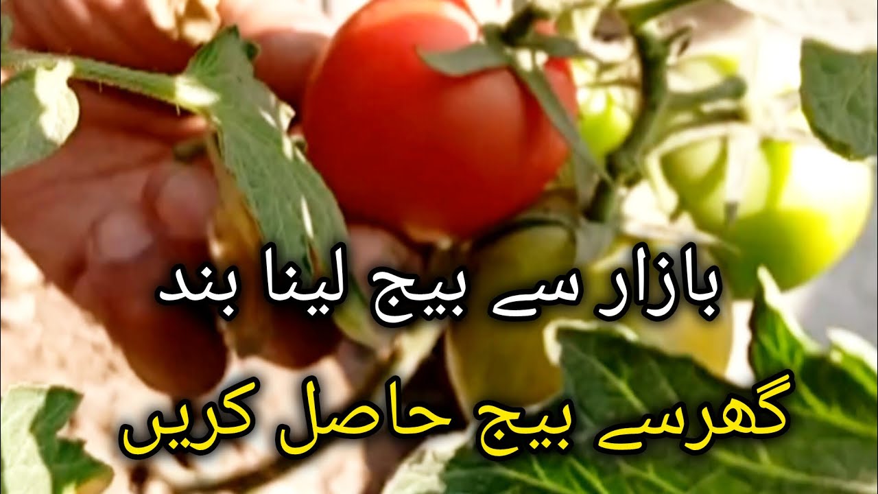 🍅 گھر کے ٹماٹر سے بیج بنانے کا مکمل طریقہ | How to Save Tomato Seeds at Home | 