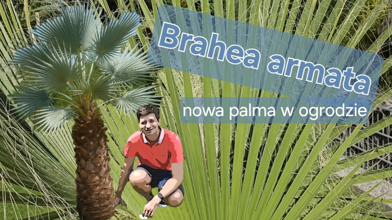 Brahea armata, czyli meksykańska palma niebieska