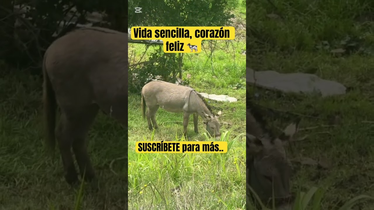 La vida de campo no tiene comparaci&oacute;n 🌿 #shorts