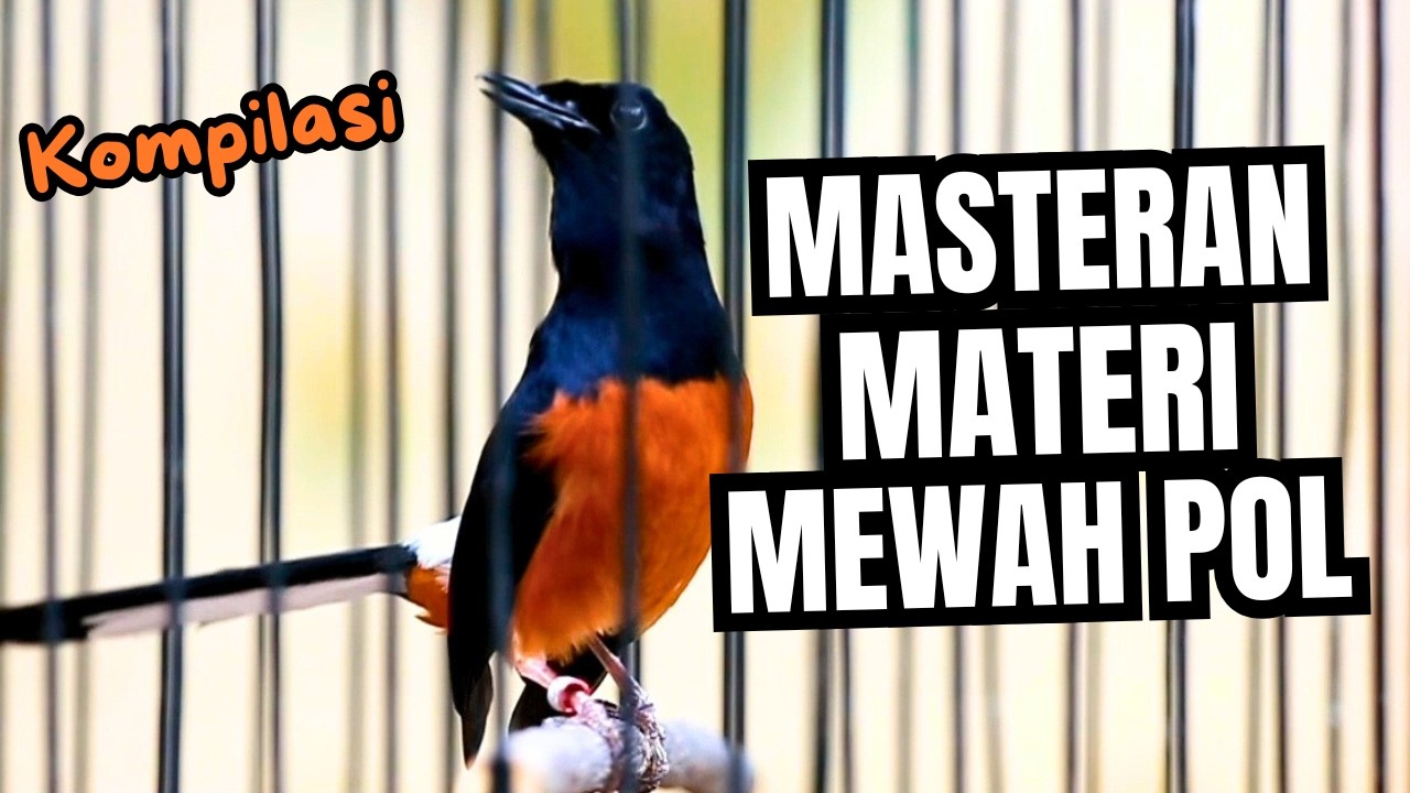 MURAI BATU GACOR FULL ISIAN TEMBAKAN MEWAH SANGAT AMPUH MELATIH MURAI BATU EMOSI BONGKAR ISIAN