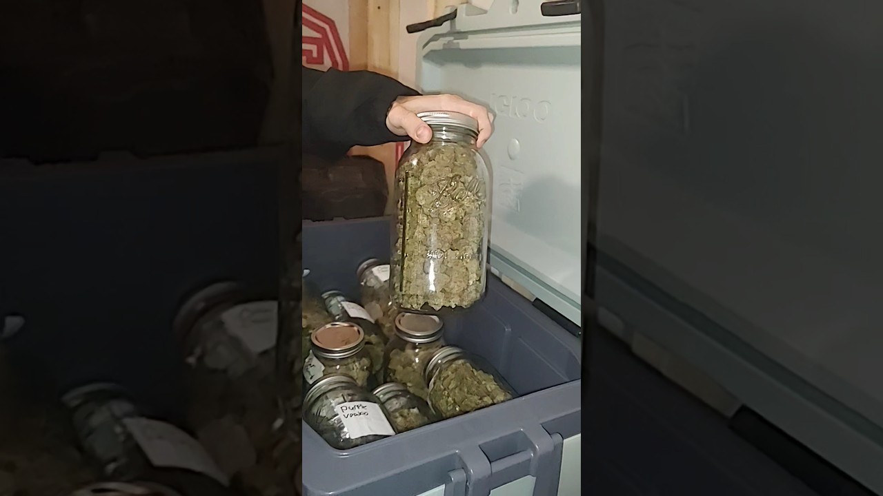 Legal Marijuana THCa Edibles and Bud. Online Store. 
