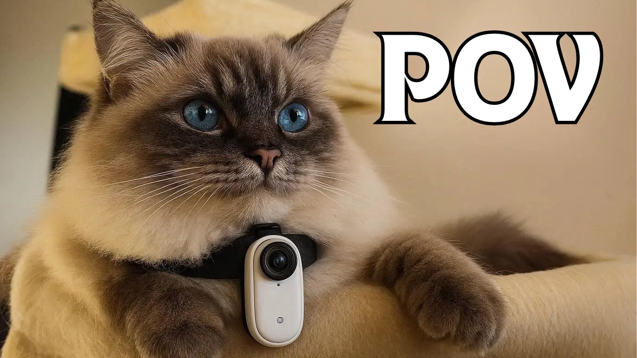 POV: Life as a Apartment Cat