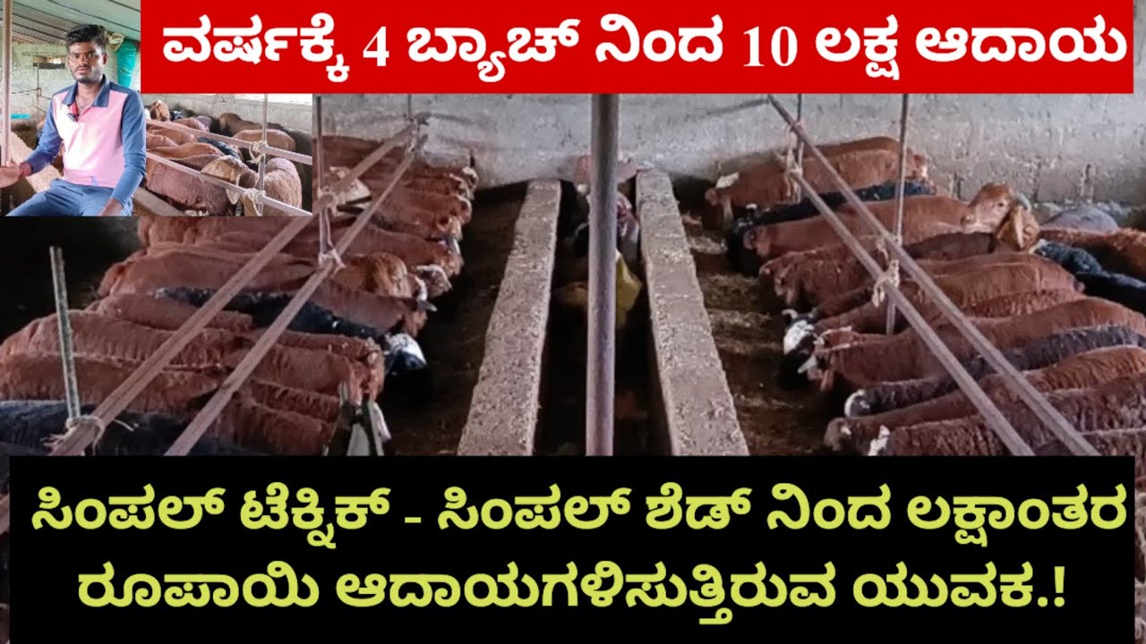 ಸಿಂಪಲ್ ಟೆಕ್ನಿಕ್ - ಸಿಂಪಲ್ ಶೆಡ್ ನಿಂದ ಲಕ್ಷಾಂತರ ರೂಪಾಯಿ ಆದಾಯಗಳಿಸುತ್ತಿರುವ ಯುವಕ.ವರ್ಷಕ್ಕೆ  10 ಲಕ್ಷ ಆದಾಯ.! 
