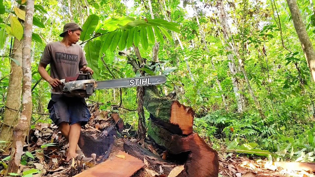 Rezeki besar di tepi belukar!! kayu ulin kalimantan sisa orang jaman dulu