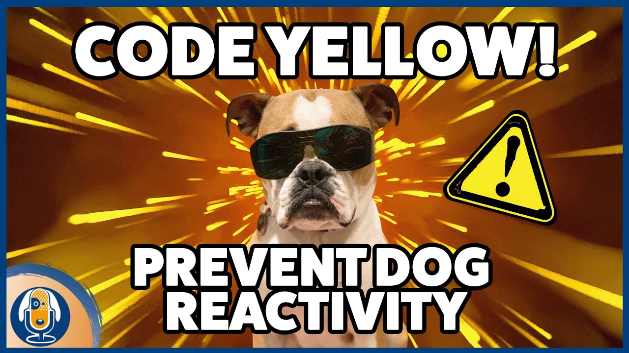 Reactive Dogs! Why Dog Owners Need To Know About Green, Yellow And Red Zones And Social Sensitivity