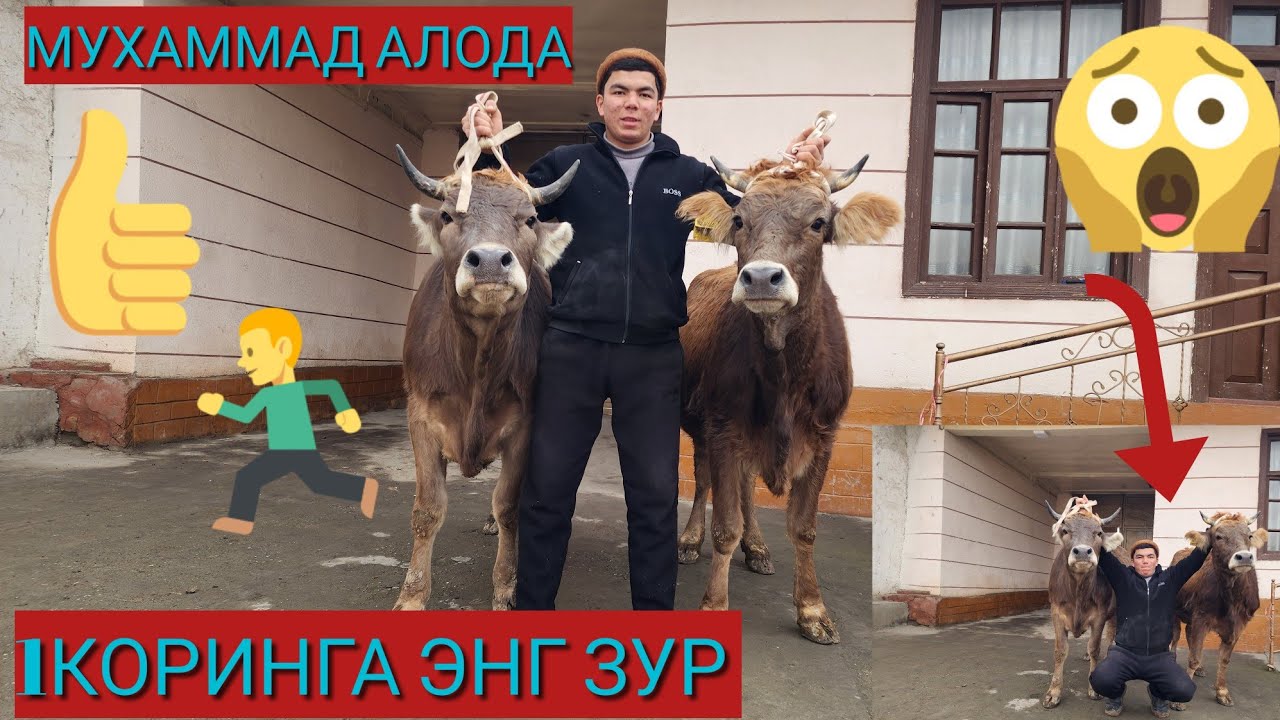 ШАХРИХОНЛИГ АРЗОНЧИ МУХАММАД АЛО🔥💥 БУГУН 1КОРИНГА ТОЗЗА ШВЕТЛАР ОЛИБ КЕПТИ ДУСЛАР 