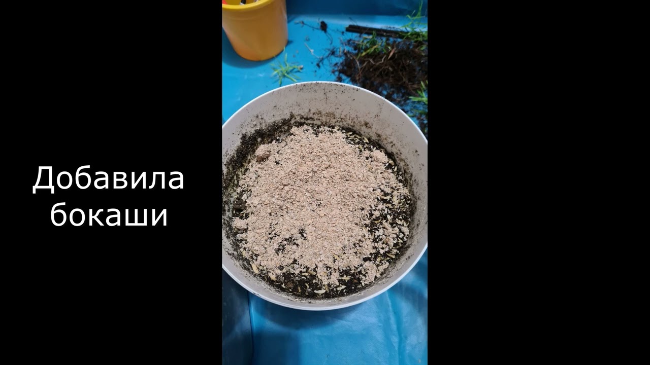 Мелалеука СП 18