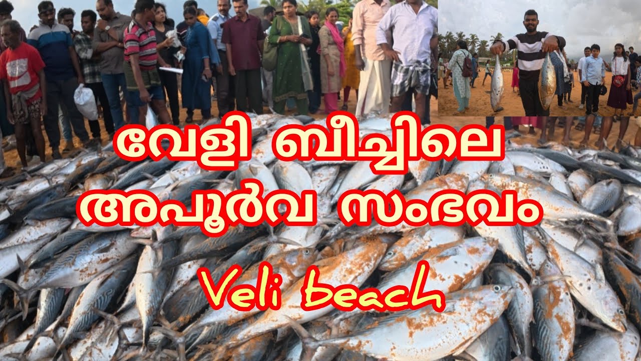 വേളി ബീച്ചിലെ  അപൂർവ സംഭവങ്ങൾ /Veli beach  unprecedented views /ചൂര  മീന്റെ ചാകര 