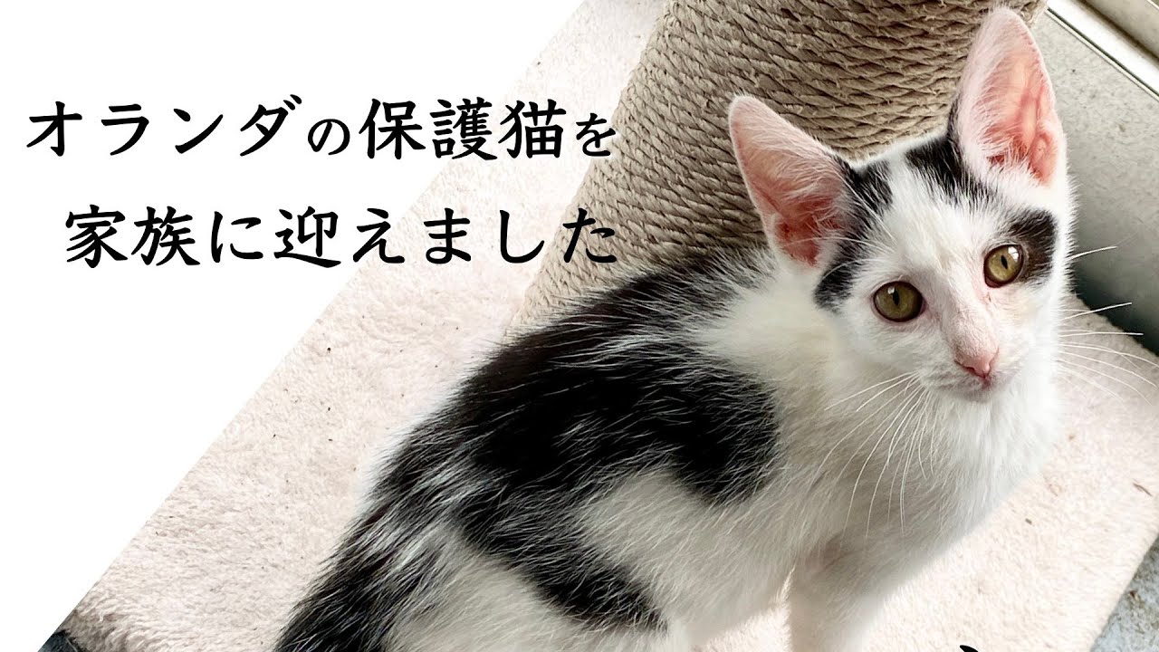 「僕を連れてって！」必死に訴えてくるオランダの保護猫を家族に迎えることにしました