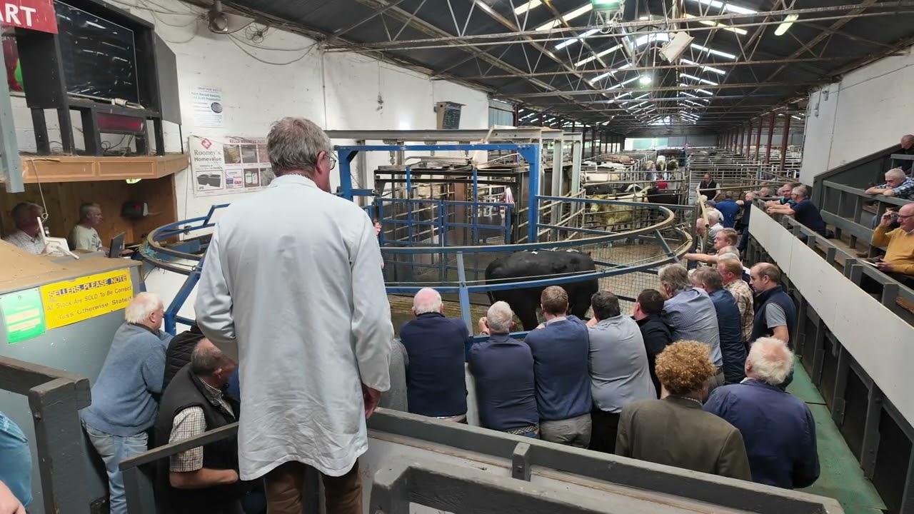 Strong trade  for cattle at Carnaross Mart Co Meath