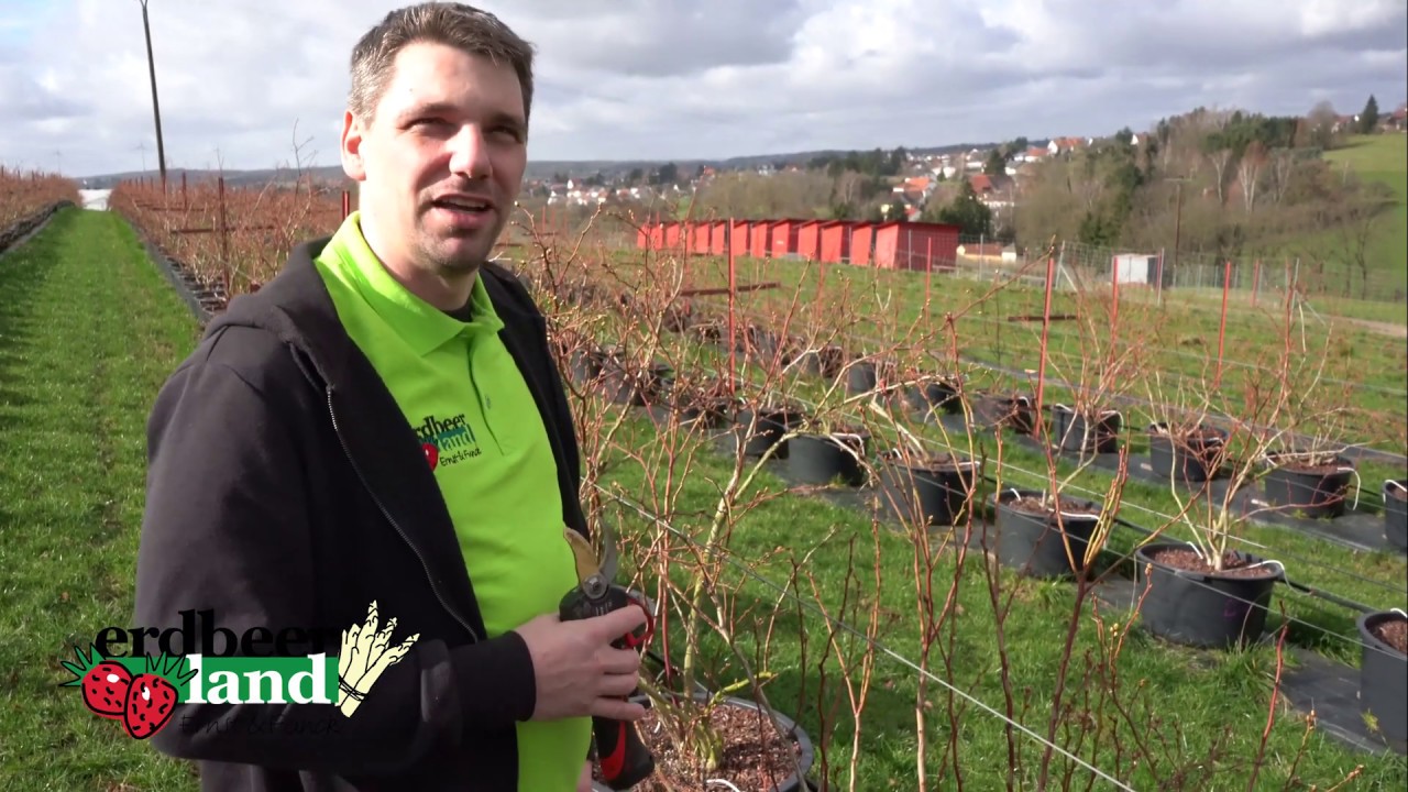 Heidelbeerstrauch schneiden für leckere Heidelbeeren | Erdbeerland Ernst | Mark