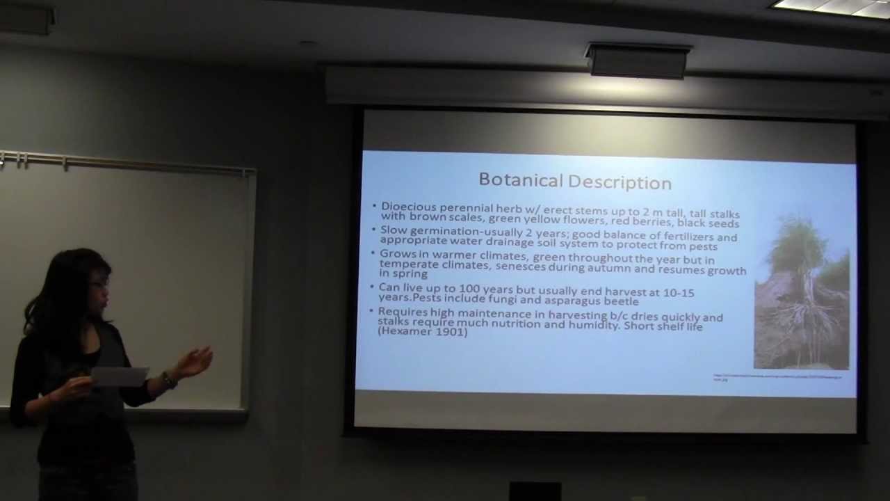 Asparagus officinalis (Asparagus)